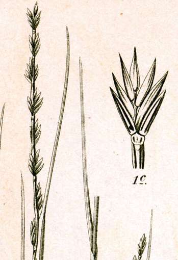 A species with laterally compressed spikelets